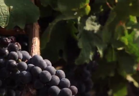 “Ima dosta posla, nije lako raditi u vinogradima” Rod grožđa u Hercegovini veći za 25 odsto