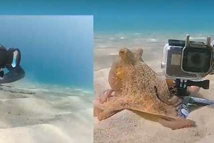 Hit na društvenim mrežama: Hobotnica uzela roniocu podvodnu kameru i napravila PRAVI HAOS (VIDEO)