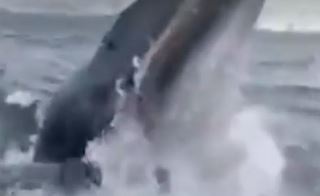 Nesvakidašnja scena: Kit izletio iz mora i htio da USKOČI ljudima u čamac (VIDEO)