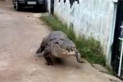 Stanovnici u šoku: Ogromni krokodil ležerno prošetao selom (VIDEO)
