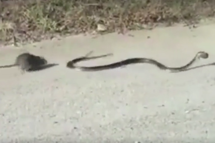 NESTVARAN SNIMAK Zmija zgrabila mladunče pacova, a onda se pojavila hrabra mama (VIDEO)