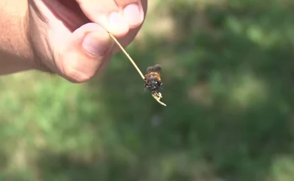 Rijetka AZIJSKA PČELA našla dom u Obrenovcu: Građani mislili da su pronašli gnijezdo stršljenova (VIDEO)
