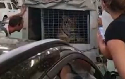 "Simbi smo spasli život" Riješena misterija tigra snimljenog na trajektu na Hvaru