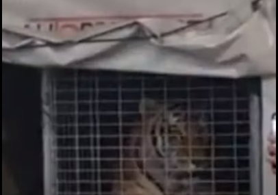 Kompanija nije znala šta se nalazi ispod cerade: Prevozio tigra na trajektu za Hvar (VIDEO)