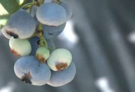 Odličan su  izvor vlakana: Jedno voće je idealno za snižavanje krvnog pritiska
