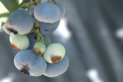 "Broj berača ovog voća se smanjuje" Plodovi kvalitetni i bolji nego prethodne godine, a za kilogram BOROVNICA treba izdvojiti 20 KM