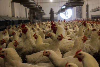 Šteta se procjenjuje na više od milion evra: U Crnoj Gori zbog vrućina uginulo više od 200.000 kokošaka