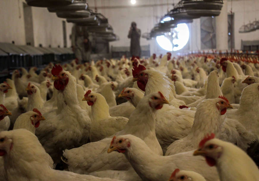 Šteta se procjenjuje na više od milion evra: U Crnoj Gori zbog vrućina uginulo više od 200.000 kokošaka