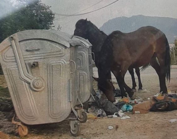 Divlji konji na ulicama Sarajeva: Traže hranu u kontejnerima za smeće (FOTO)