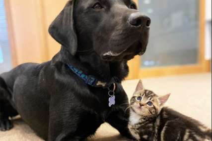 Ljubav na prvi pogled: Labrador usvojio sedam mačića (FOTO)