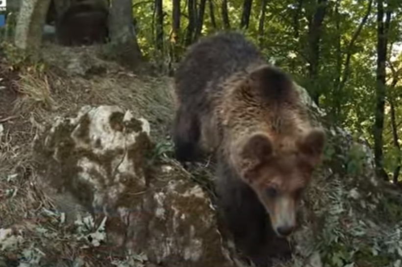 Mještani srbačkih sela strahuju od zvijeri: Berači gljiva vidjeli medvjeda  (FOTO)