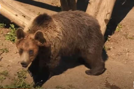 IZNENADNI GOST Medvjed upao na rođendansku zabavu i pojeo kolačiće (VIDEO)