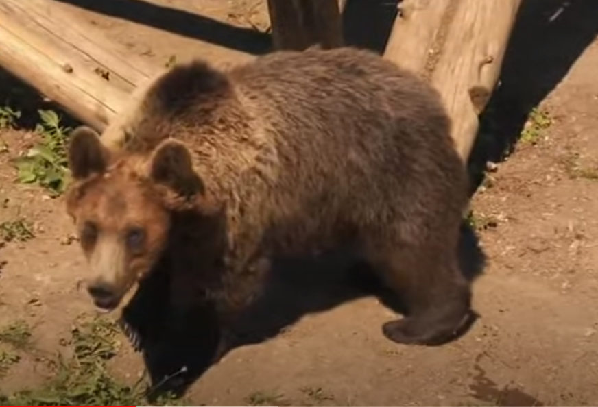 IZNENADNI GOST Medvjed upao na rođendansku zabavu i pojeo kolačiće (VIDEO)