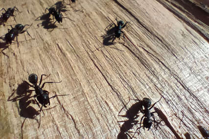 BEZ HEMIKALIJA Ako imate problem sa mravima u kući isprobajte prirodni repelent
