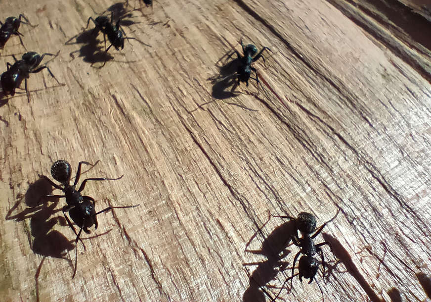 Riješite se brzo "nezvanih gostiju": Ovaj sastojak će otjerati mrave iz kući (VIDEO)