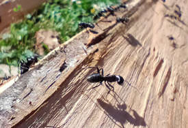 Novo otkriće na polju nauke: Mravi mogu "namirisati" tumor u uzorku urina