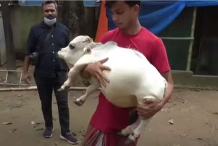 Rani ima poteškoća u kretanju, pa je često nose: Vlasnik tvrdi da je ona najmanja krava na svijetu (FOTO,VIDEO)