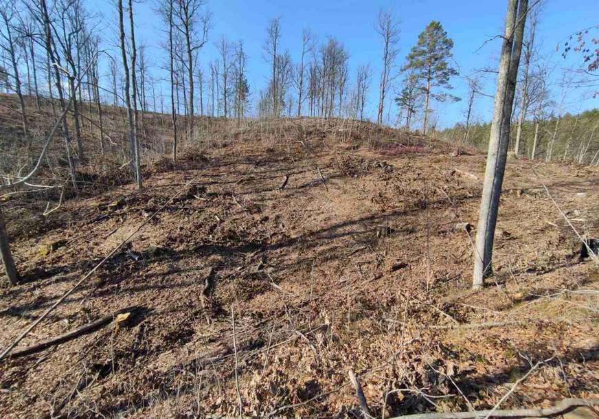 Osumnjičen za pustošenje šuma: U Kozarskoj Dubici uhapšen šumokradica