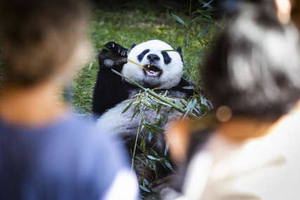 PORASTAO BROJ U DIVLJINI Velike pande više nisu ugrožene, ali su i dalje ranjive