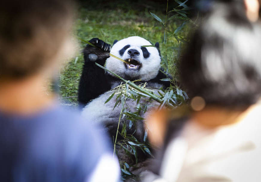 PORASTAO BROJ U DIVLJINI Velike pande više nisu ugrožene, ali su i dalje ranjive