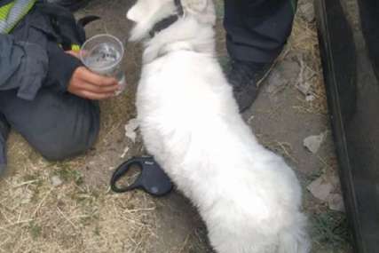 Neobična akcija spasavanja: Vlasnik ostavio psa u pregrijanom automobilu, vatrogasci, policija i građani izvlačili životinju