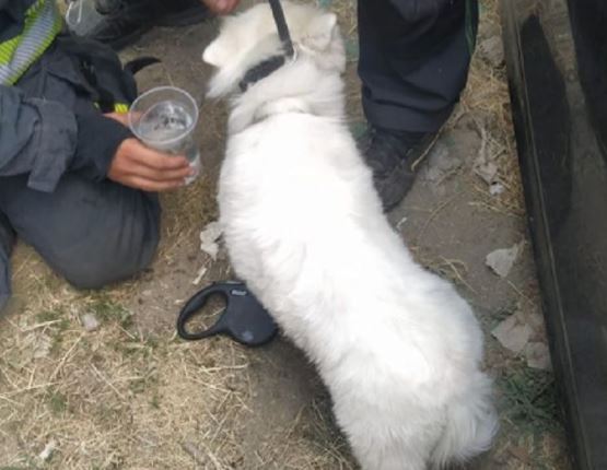 Neobična akcija spasavanja: Vlasnik ostavio psa u pregrijanom automobilu, vatrogasci, policija i građani izvlačili životinju