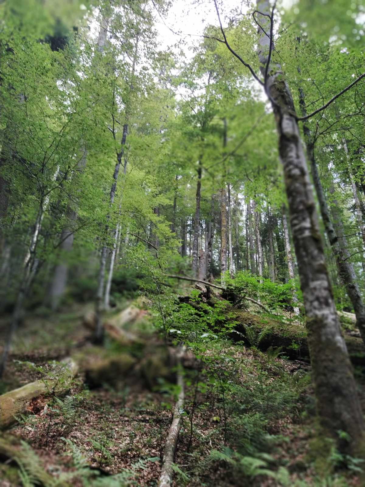 FOTO: ROSA RAKITA/USTUPLJENA FOTOGRAFIJA