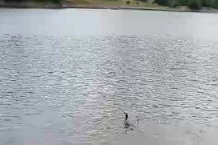 Ribolovac krenuo na jezero da lovi grabljive vrste ribe, a pogledajte šta je na kraju upecao (VIDEO)