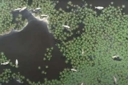 Snimak dronom pokazuje razmjere ekološke katastrofe u Prnjavoru: Uginula ogromna količina ribe  (VIDEO)