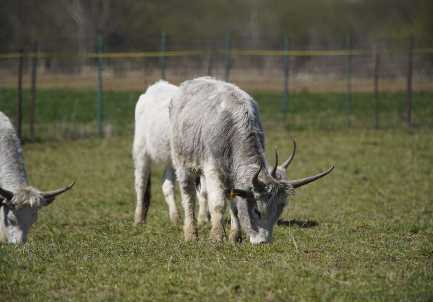Uzgoj krava i ovaca na starinski način: Ekolozi spasavaju pašnjake u Posavini (FOTO)