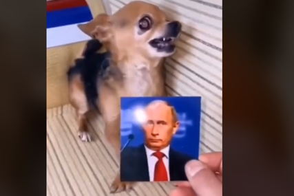 Snimak koji je nasmijao mnoge: Čivava grize sve što joj se nađe na putu osim Putinove slike (VIDEO)