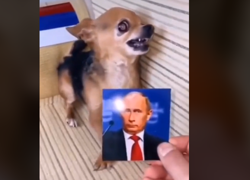 Snimak koji je nasmijao mnoge: Čivava grize sve što joj se nađe na putu osim Putinove slike (VIDEO)