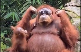Majmun stavlja naočare