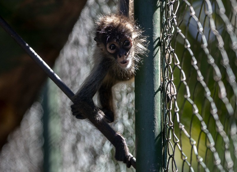 Nakon obračuna sa alfa mužjakom: Ženka majmuna prvi put vođa čopora u rezervatu