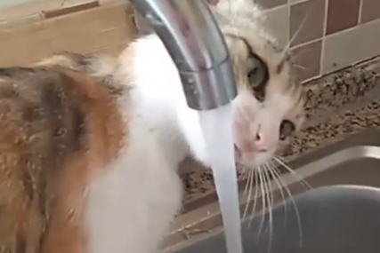 NIJE SE OMETALA Zbog načina na koji pije vodu, mačka postala hit na internetu (VIDEO)