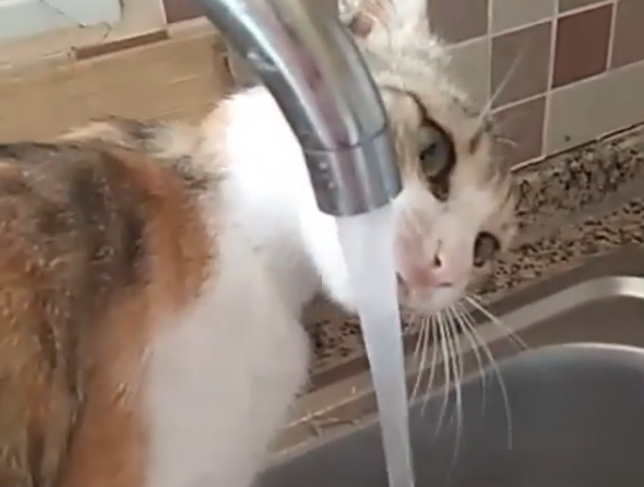 NIJE SE OMETALA Zbog načina na koji pije vodu, mačka postala hit na internetu (VIDEO)