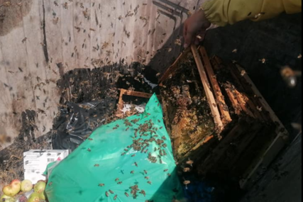 Bizarne scene u Vogošći: U kontejner bacili pčele, veterinarska stanica uklanjala ramove (FOTO)