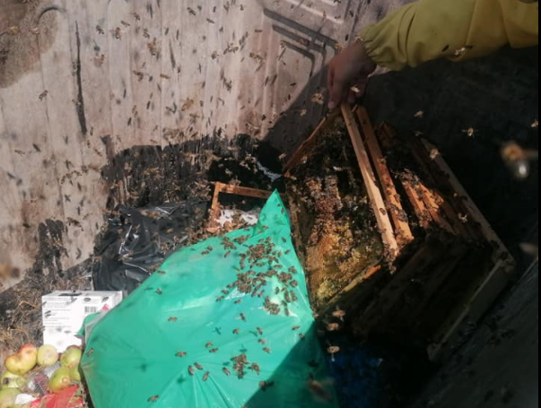 Bizarne scene u Vogošći: U kontejner bacili pčele, veterinarska stanica uklanjala ramove (FOTO)