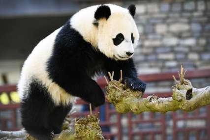 Bogatstvo za zoo vrt: Blizanci pande Huan Huan su živahni, ružičasti u punački