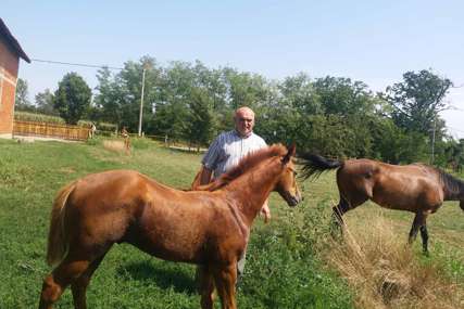 Engleski galoperi osvajaju Semberiju: Konjarstvo sve zastupljenije na istoku Srpske
