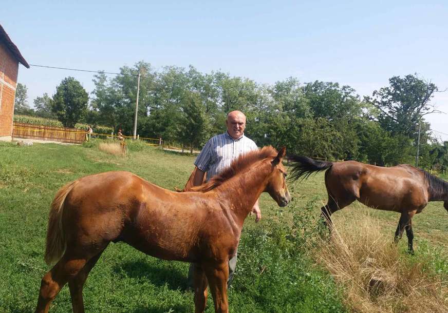Engleski galoperi osvajaju Semberiju: Konjarstvo sve zastupljenije na istoku Srpske