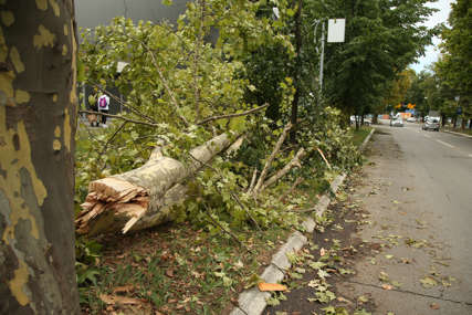 Srušilo se kao da je od papira: Debelo stablo blokiralo troatar u Aleji Svetog Save