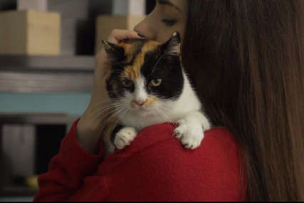 Udruženju “WagWag” svaka pomoć dobrodošla: Sterilisana prva mačka lutalica u Banjaluci