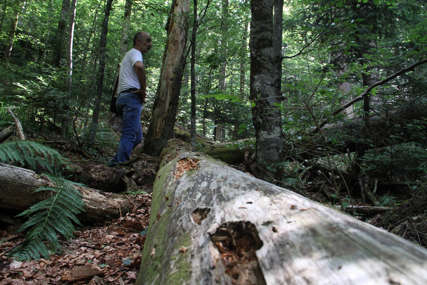 Zaboravljena prašuma na 100 kilometara od Banjaluke: Janj već 2 godine na UNESCO listi svjetske baštine (FOTO)