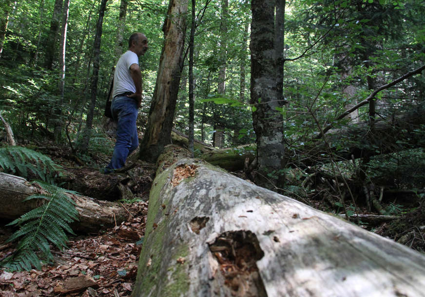 Zaboravljena prašuma na 100 kilometara od Banjaluke: Janj već 2 godine na UNESCO listi svjetske baštine (FOTO)