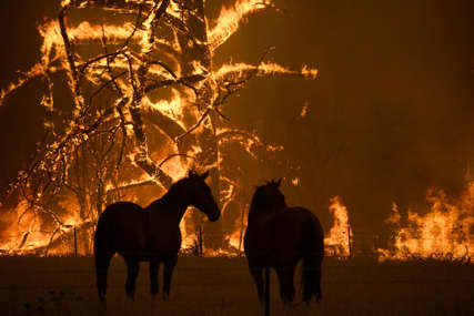 Vatrena stihija kod Atine: Od požara spašeno više od 200 trkačkih konja