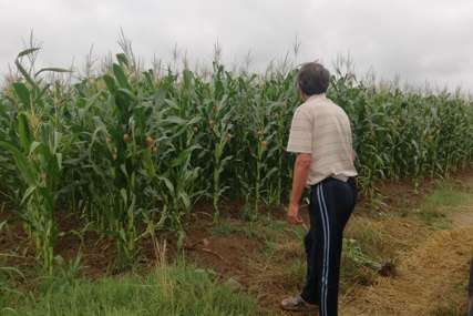 Ratari zagledani u nebo: Suša prijeti da obere kukuruz i soju