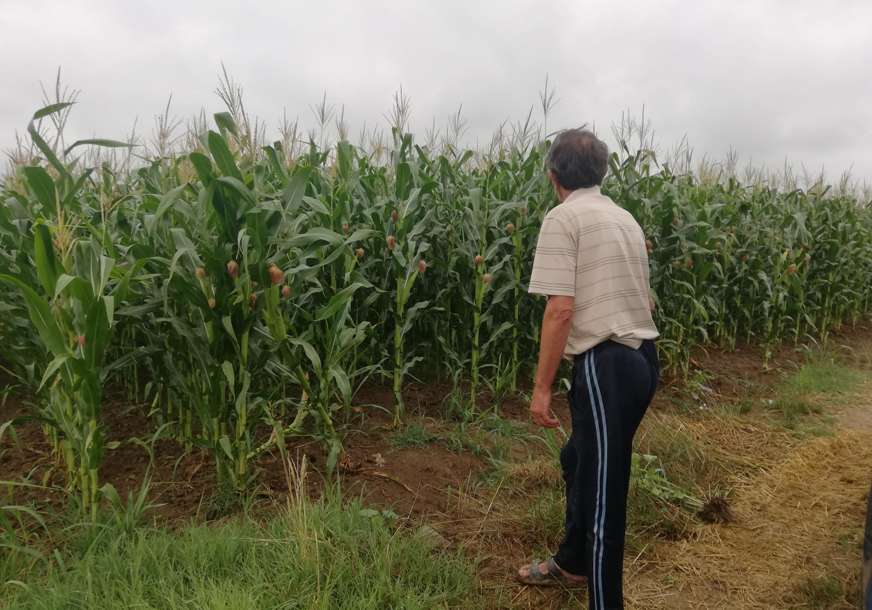 Ratari zagledani u nebo: Suša prijeti da obere kukuruz i soju