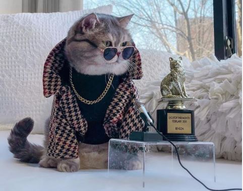 Spasili ga ulice i napravili od njega Instagram zvijezdu: Mačak svakodnevno pozira i isprobava nove odjevne kombinacije (FOTO)