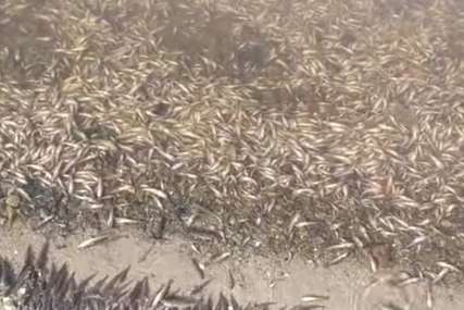 Otpadne vode zagadile more: Pet tona mrtve ribe i rakova izbačeno na obalu